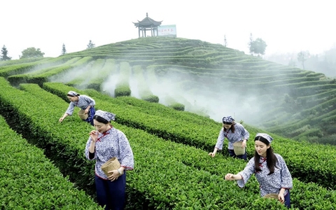 全省春茶采摘陆续拉开序幕 纳溪茶区抢“鲜”摘下早春第一芽