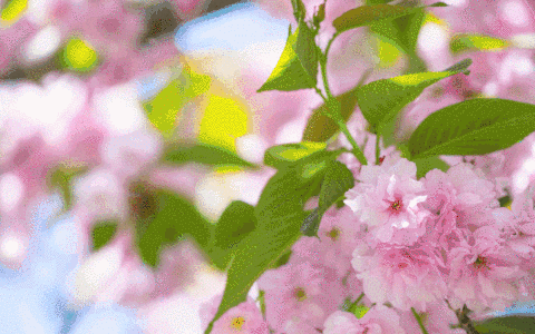 古蔺踏青赏花地图出炉 赶紧约起！