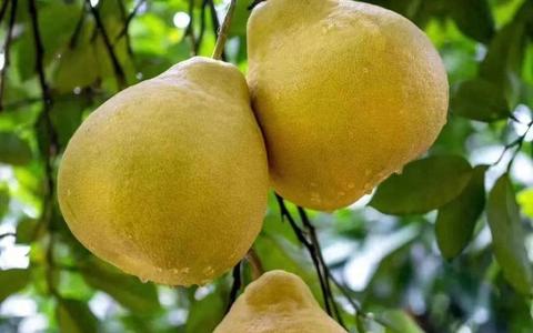 这个丰收季，合江真龙柚已悄悄咪咪上线了！