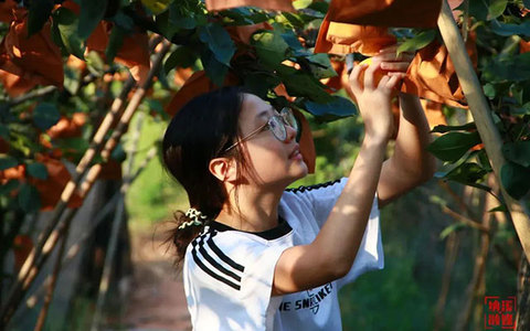 秋韵梨香，纳溪凤凰湖畔黄金果种植富农家