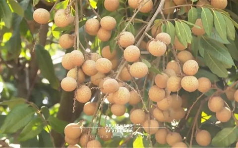 泸州桂圆今年遇“小年” ，总产量预计低于去年，价格…