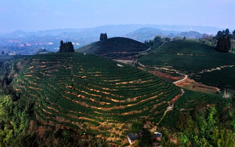 纳溪特早茶  四川泸州纳溪的名茶 还是地标产品哦~