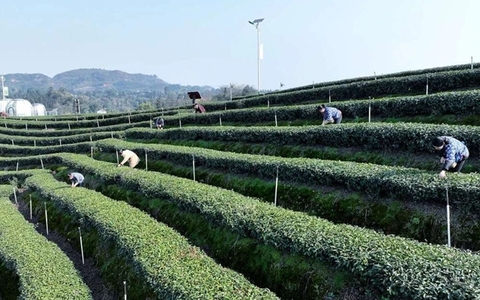 纳溪：“一叶”成“一业” 茶产业铺就村民增收路