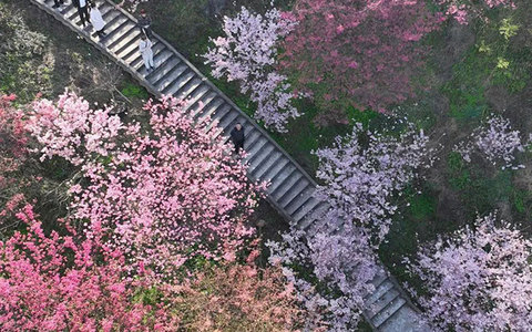 江阳区丹林樱花开了！坐公交赏早樱，出行攻略看这里→