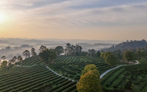 来荣县，邂逅一场绝美的茶山日出！