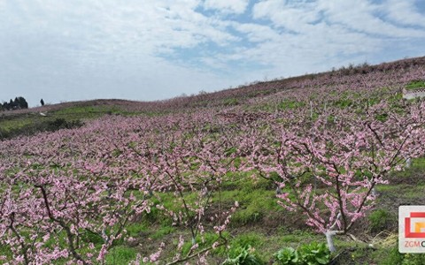荣县沙湾村：黄桃花香漫春野，鲜桃产业结硕果