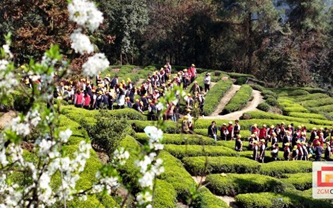 自贡荣县：萌娃踏春研学 沉浸式体验千年茶香传承