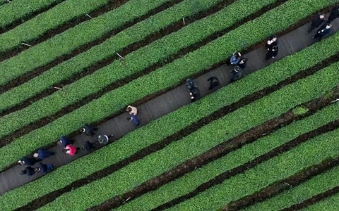 纳溪特早茶：打造百亿茶产业 让绿叶子成为金名片