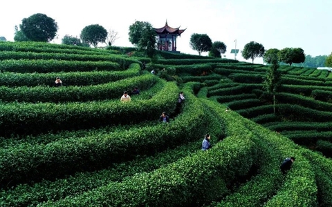 纳溪：千年早茶向新求变