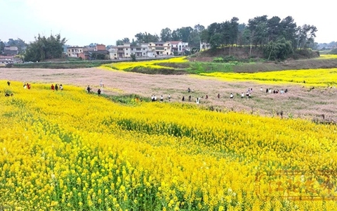 江阳乡村旅游“土”“特”“产”，味道就是不一般