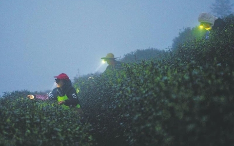 戴头灯采芽尖 纳溪春茶抢“鲜”开采