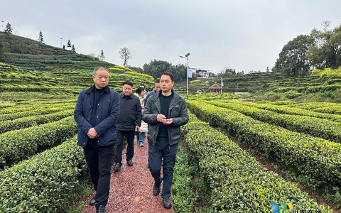 四川省市场监管局知识产权处处长许忠一行到纳溪调研指导“纳溪特早茶”工作