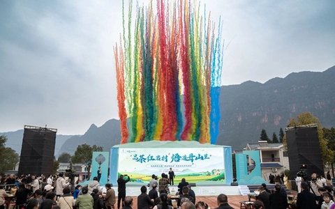 八方宾客奔赴叙永红岩村，沉浸式体验茶旅文化