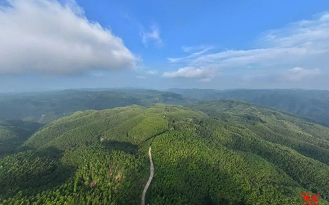 纳溪：林长制赋能，“点绿成金”守护生态画卷