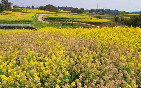 图赏盐都 春分时节恰良辰 油菜花开满地金