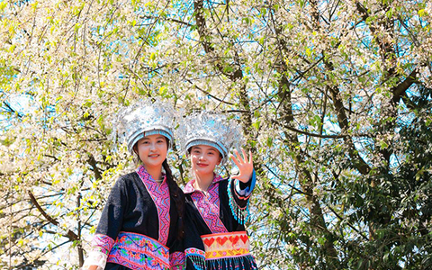 “蔺”好春光｜古蔺苗乡茶山间的采茶倩影