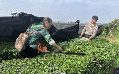 纳溪区大渡口镇：从茶叶到茶业，一片茶做出“新花样”
