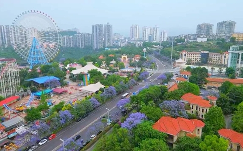 坐公交悠然欣赏中国酒城醉美泸州蓝花楹