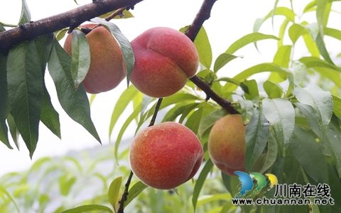 龙马潭：蜜桃飘香迎丰收 采摘游园促振兴