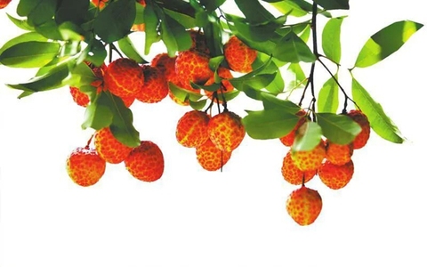 从“一场展”到“常年购”泸州搭建全链条赋能生态圈