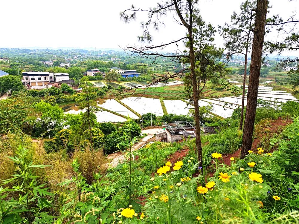 泸州文旅新地标！投资1500万，一站式田园度假新玩法！四季花海、亲子娱乐、露营烧烤…(图10)