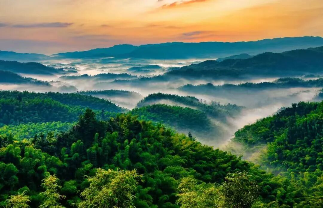泸宜一日漫游|追非遗伞韵,赴万亩竹海,解锁川南治愈时光