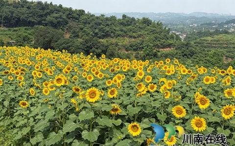 龙马潭：50亩向日葵向阳盛放 成为市民近郊游玩新晋打卡地