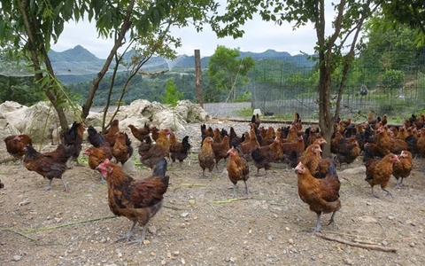 古蔺：一鸡多变！白泥全鸡宴邀你上桌